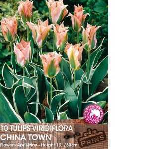 Tulip Bulbs Viridiflora China Town 10 Per Pack