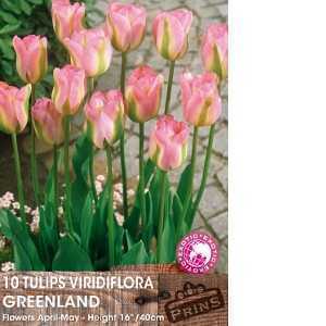 Tulip Bulbs Viridiflora Greenland 10 Per Pack