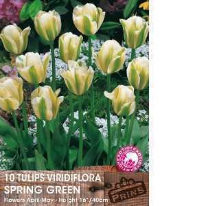 Tulip Bulbs Viridiflora Spring Green 10 Per Pack