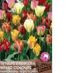 Tulip Bulbs Viridiflora Mixed 10 Per Pack