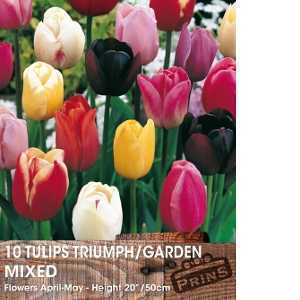 Tulip Bulbs Triumph/Garden Mixed 10 Per Pack