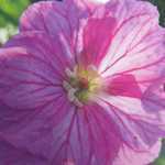 Geranium Sanguineum Blushing Turtle