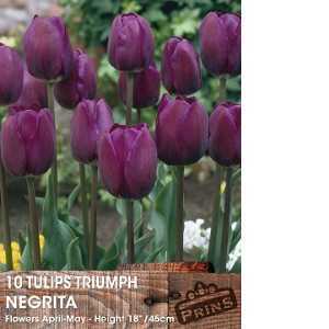 Tulip Bulbs Triumph Negrita 10 Per Pack