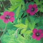 Geranium Ann Folkard Cranesbill