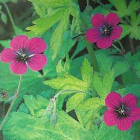 Geranium Ann Folkard Cranesbill