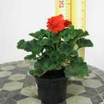 Geranium Potted Red (Summer Bedding) 10.5cm Pot
