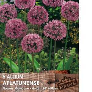 Allium  Aflatunense Bulb 5 Per Pack