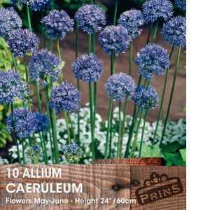 Allium Caeruleum Bulb 10 Per Pack