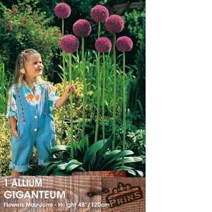 Allium Giganteum Bulb 1 Per Pack