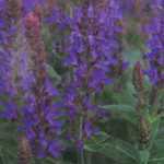 Salvia Sage Nemorosa Sensation Deep Blue