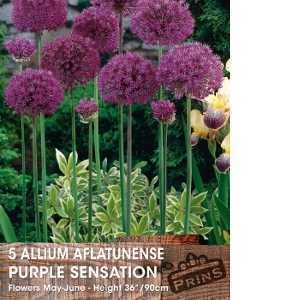 Allium Aflatunense Purple Sensation Bulb 5 Per Pack