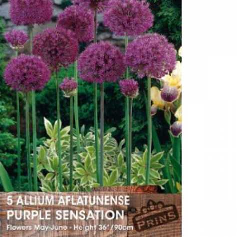 Allium Aflatunense Purple Sensation Bulb 5 Per Pack