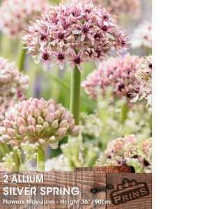 Allium Silver Spring Bulb 2 Per Pack