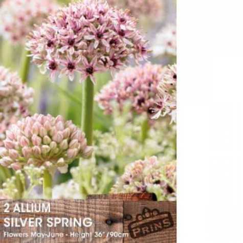 Allium Silver Spring Bulb 2 Per Pack