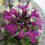 Arabis Blepharophylla (Coast rock cress)