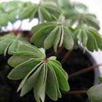 Oxalis (Oxalidaceae) Adenophylla 1Ltr
