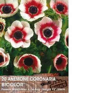 Anemone Coronaria Bicolor Bulbs 15 Per Pack