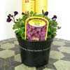 Aubrieta/Aubretia Gracilis Chianti 1Ltr