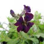 Aubrieta/Aubretia Gracilis Chianti 1Ltr