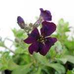 Aubrieta/Aubretia Gracilis Chianti