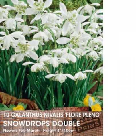 Galanthus Nivalis Bulbs Snowdrops Double White Flower 10 Per Pack
