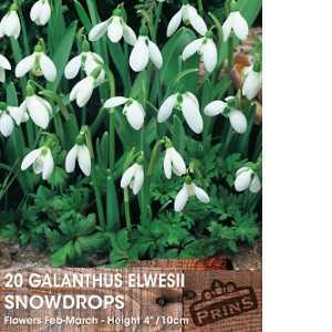 Galanthus Elwesii Bulbs Snowdrops White Flower 20 Per Pack