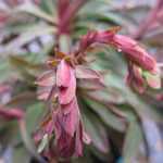 Euphorbia x martinii Wallburtons Ruby Glow