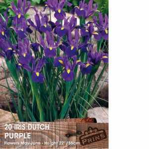 Dutch Iris Purple Bulbs 20 Per Pack