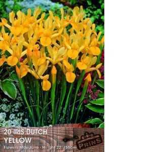 Dutch Iris Yellow Bulbs 20 Per Pack