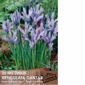Dwarf Iris Reticulata Cantab Bulbs 15 Per Pack