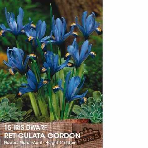 Dwarf Iris Reticulata Bulbs Gordon 15 Per Pack