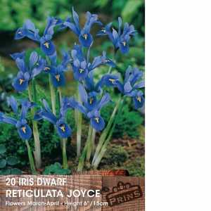 Dwarf Iris Reticulata Joyce Bulbs 15  Per Pack