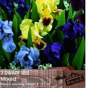 Dwarf Iris Mixed Bulbs 3 Per Pack