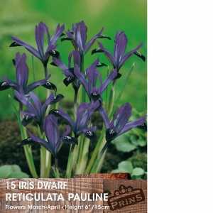 Dwarf Iris Reticulata Pauline Bulbs 15 Per Pack