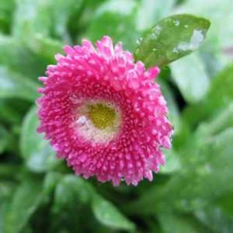 Bellis Perennis (Daisy)