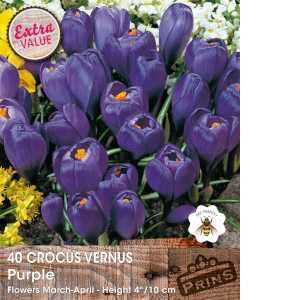 Crocus Vernus Purple Bulbs 40 Per Pack