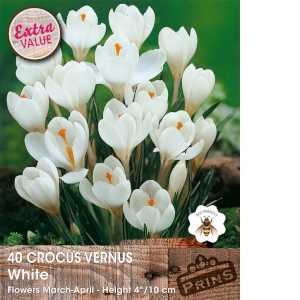 Crocus Vernus White Bulbs 40 Per Pack