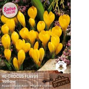 Crocus Flavus Yellow Bulbs 40 Per Pack