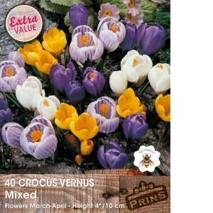 Crocus Vernus Mixed Bulbs 40 Per Pack