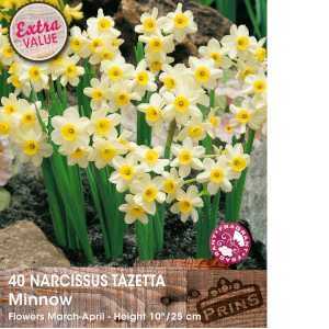 Narcissus Tazetta Minnow Bulbs (Daffodil) 40 Per Pack