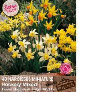 Narcissus Miniature Rockery Mixed Bulbs (Daffodil) 40 Per Pack