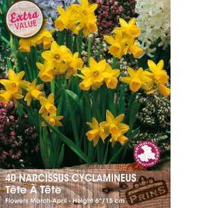 Narcissus Cyclamineus Tete A Tete Bulbs 40 Per Pack