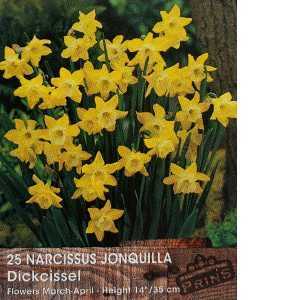 Narcissus Jonquilla Dick Cissel Bulbs 25 Per Pack