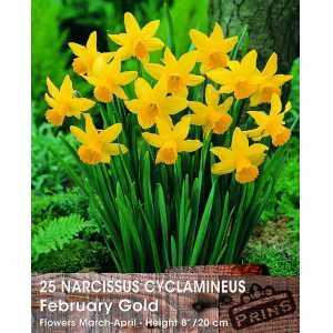 Narcissus Cyclamineus February Gold  Bulbs (Daffodil) 25 Per Pack
