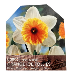 Daffodil Large Cupped Orange Ice Follies Bulbs 3kg Bag