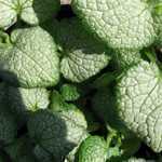 Lamium Maculatum White Nancy Creeping Lamium Spotted Dead Nettle