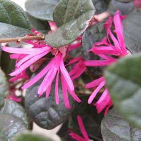 Loropetalum Chinense Fire Dance Witch Hazel)