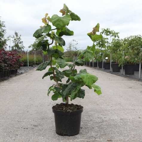 Corylus Avellana Contorta Corkscrew Hazel