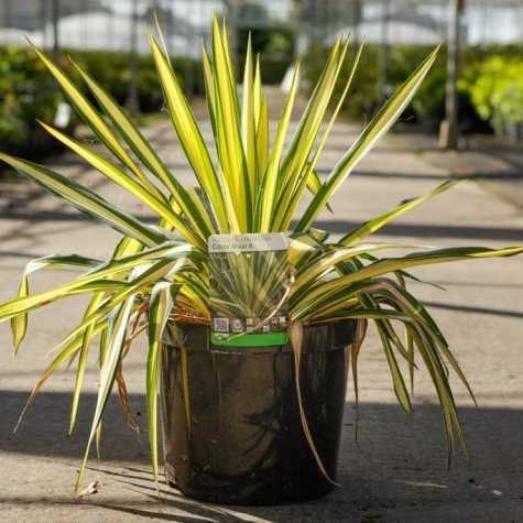 Yucca filamentosa 'Colour Guard'
