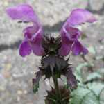 Lamium Maculatum Beacon Silver